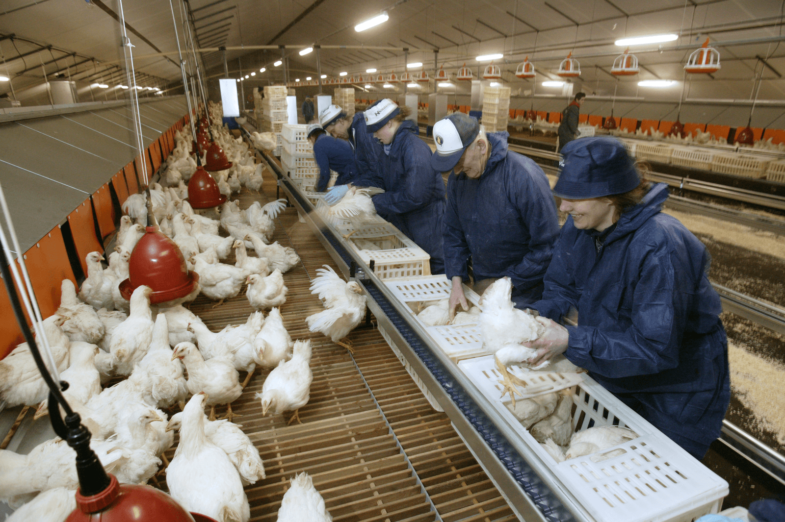 Ferme